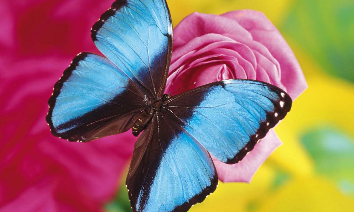 Десятка самых красивых бабочек в мире